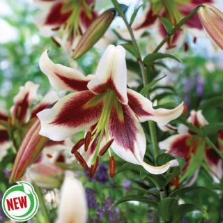 Beverly Dreams Lily Thumbnail